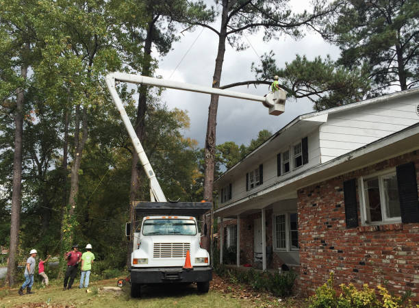 Best Fruit Tree Pruning  in Gallatin, MO